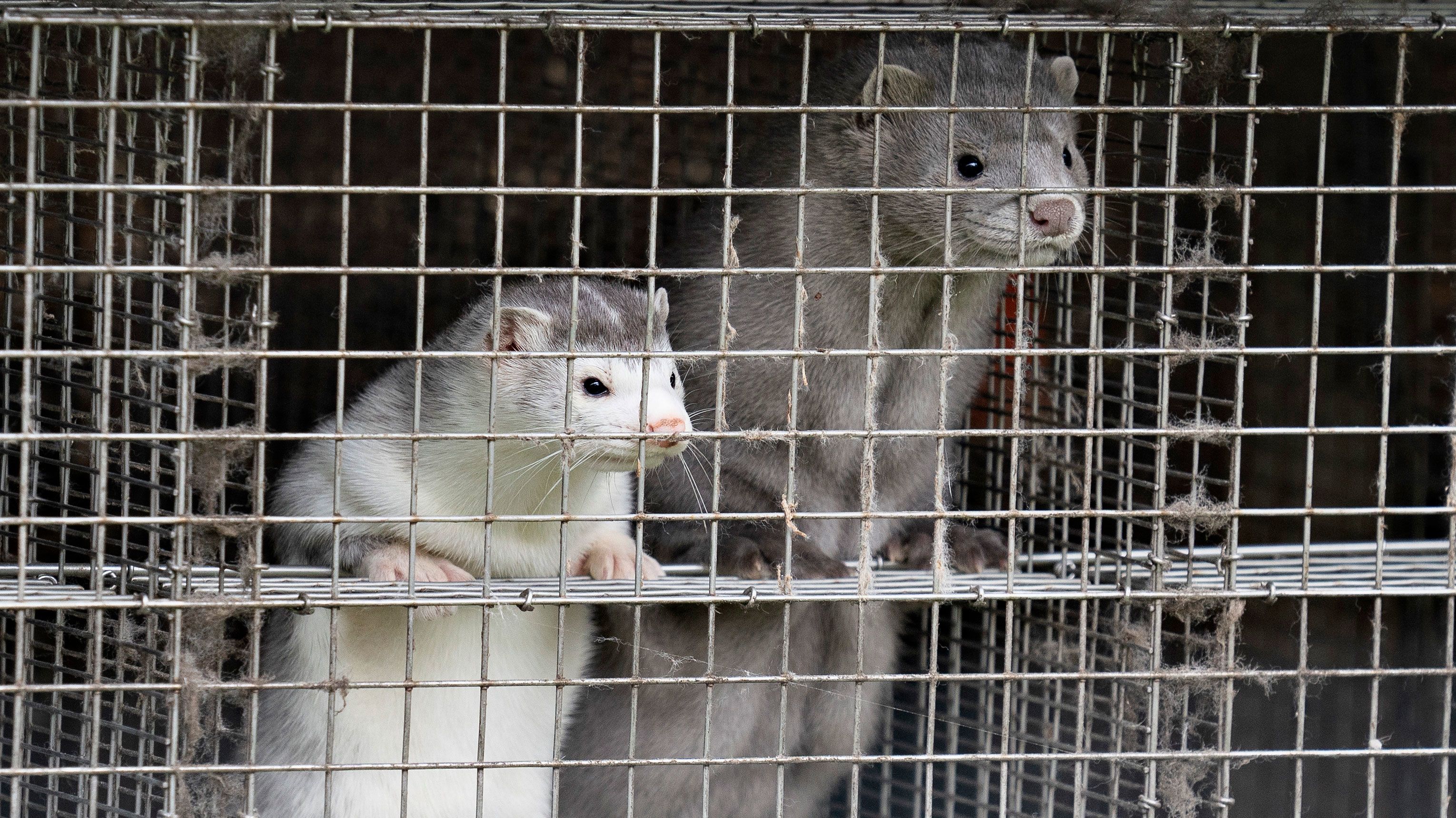 Coronavirus could drive the last nail into the mink fur trade | CNN