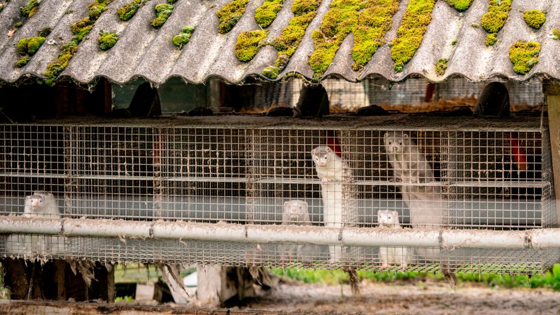 Mink are seen at a farm in Gjol, northern Denmark on October 9, 2020.