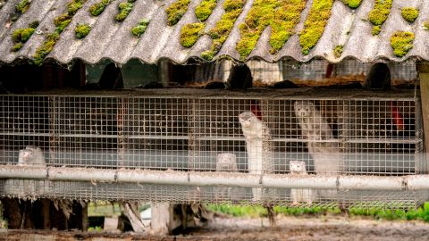The Danish government earlier this month ordered mink farms to cull more than 1 million of the animals.