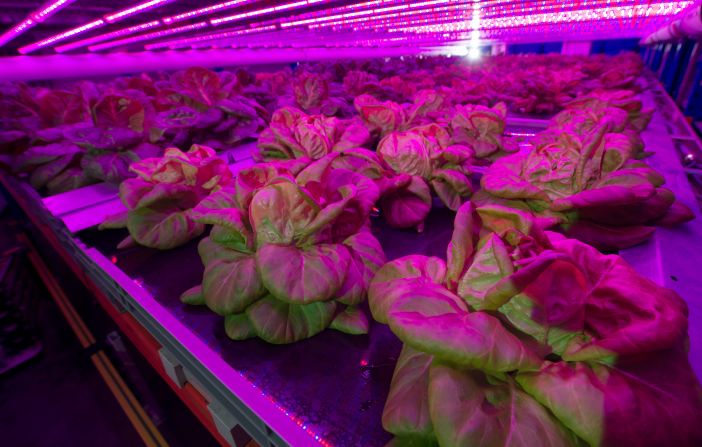 This indoor vertical farm in Belgium grows lettuce using LED light rather than sunlight. Vertical farms do not require soil and use little water, controlling light, air, humidity and temperature to optimize growth. <a href="index.php?page=&url=https%3A%2F%2Fspinoff.nasa.gov%2FSpinoff2018%2Fcg_7.html" target="_blank" target="_blank">NASA first developed this technology</a> in the 1990s with the aim of growing plants in space.