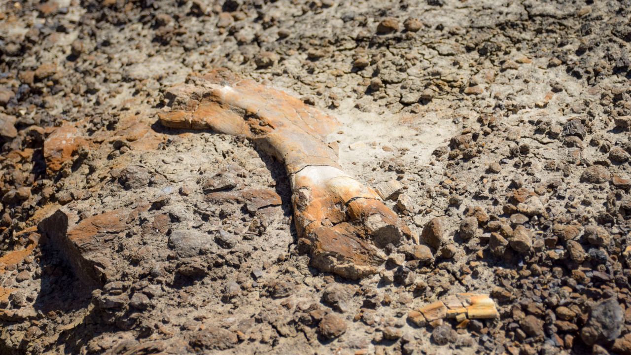 The bone Nathan found came from a young hadrosaur.
