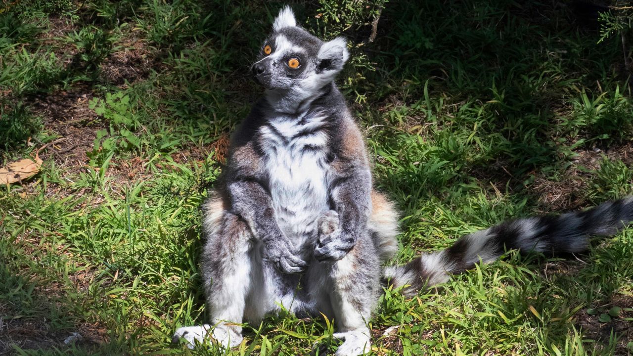 Maki, a 21-year-old ring-tailed lemur, was returned to the zoo this week after police said he was stolen from his enclosure. He was noticed first by a 5-year-old boy. 