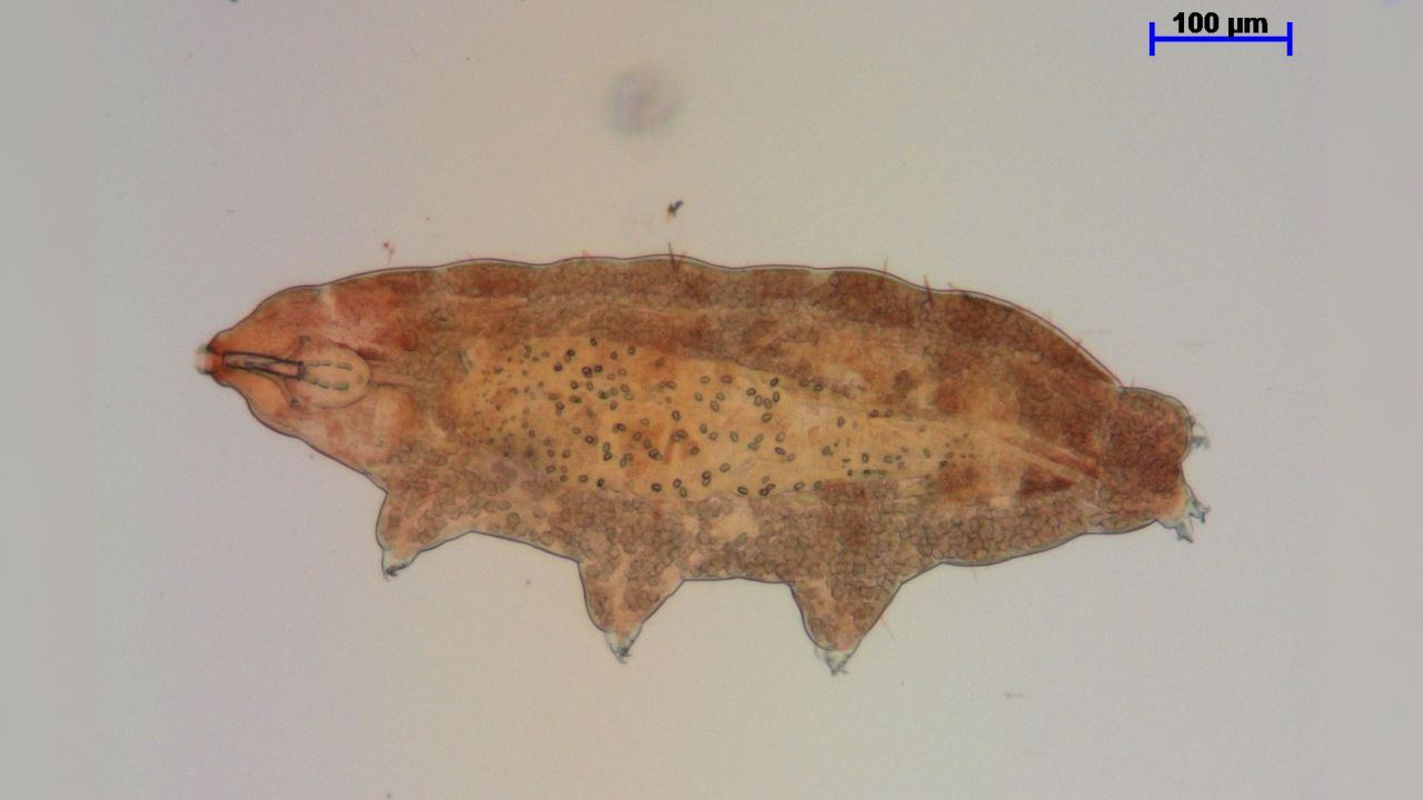 Microscopic tardigrades are masters of survival and can withstand being frozen for 30 years.