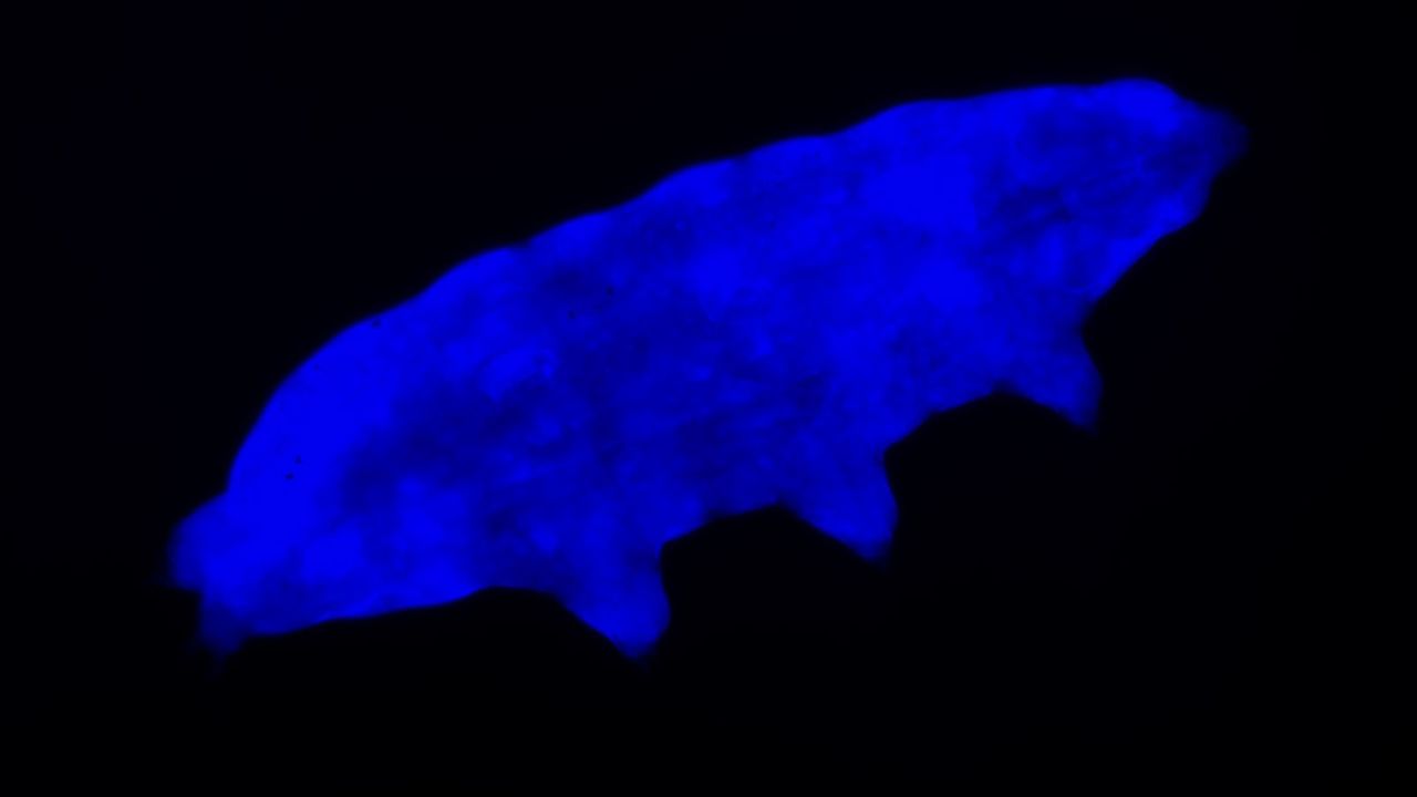 A newly discovered tardigrade strain, Paramacrobiotus BLR, is able to use fluorescence to protect itself from exposure to UV radiation, according to a recent study.