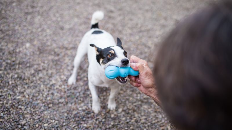 Demand for pets is soaring during the pandemic. This company is