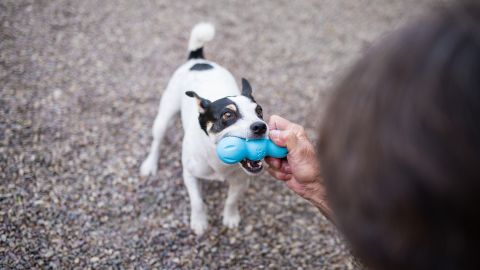A dog plays with a Rumpus chew toy made by West Paw. 