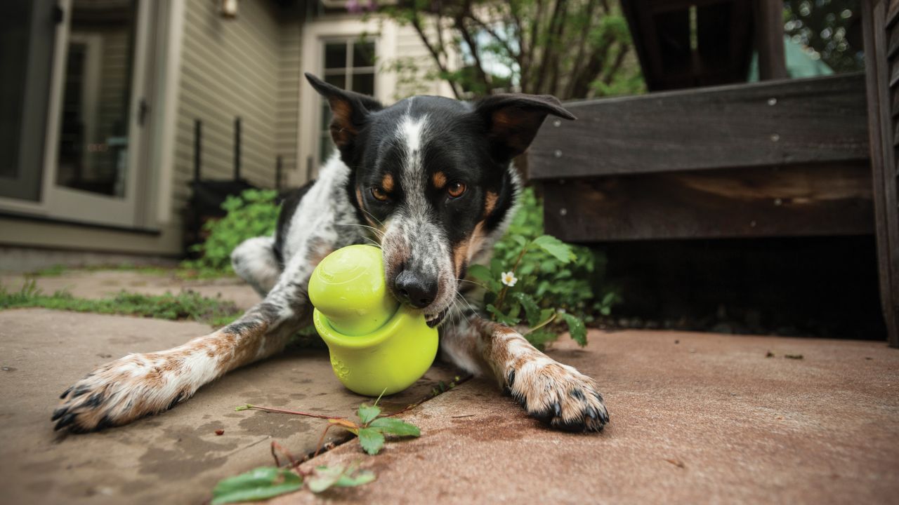 A dog plays with a Toppl puzzle toy made by West Paw. 