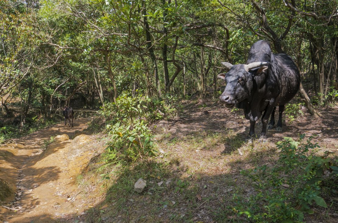 Wild cows are one of a number of species that can be seen in Hong Kong's country parks.