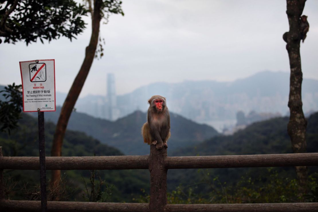 This picture taken on January 12, 2016 shows a monkey sitting on a fence in the Kam Shan Country Park in Hong Kong. 