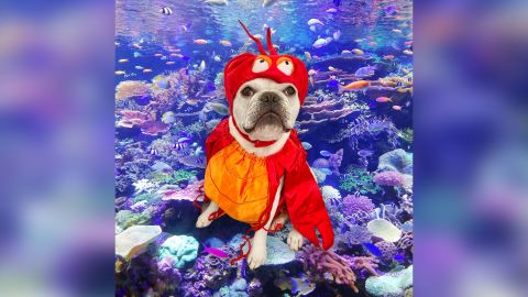 Toad the French bulldog as Sebastian from "The Little Mermaid."