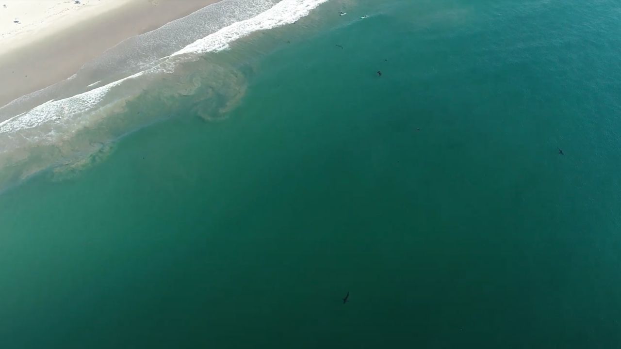 A California shark lab tagged a record number of sharks off the