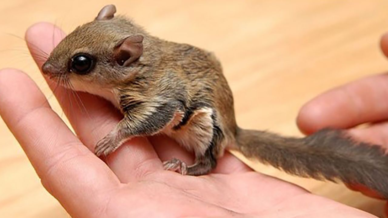 Seven people were arrested in a flying squirrel trafficking operation. 