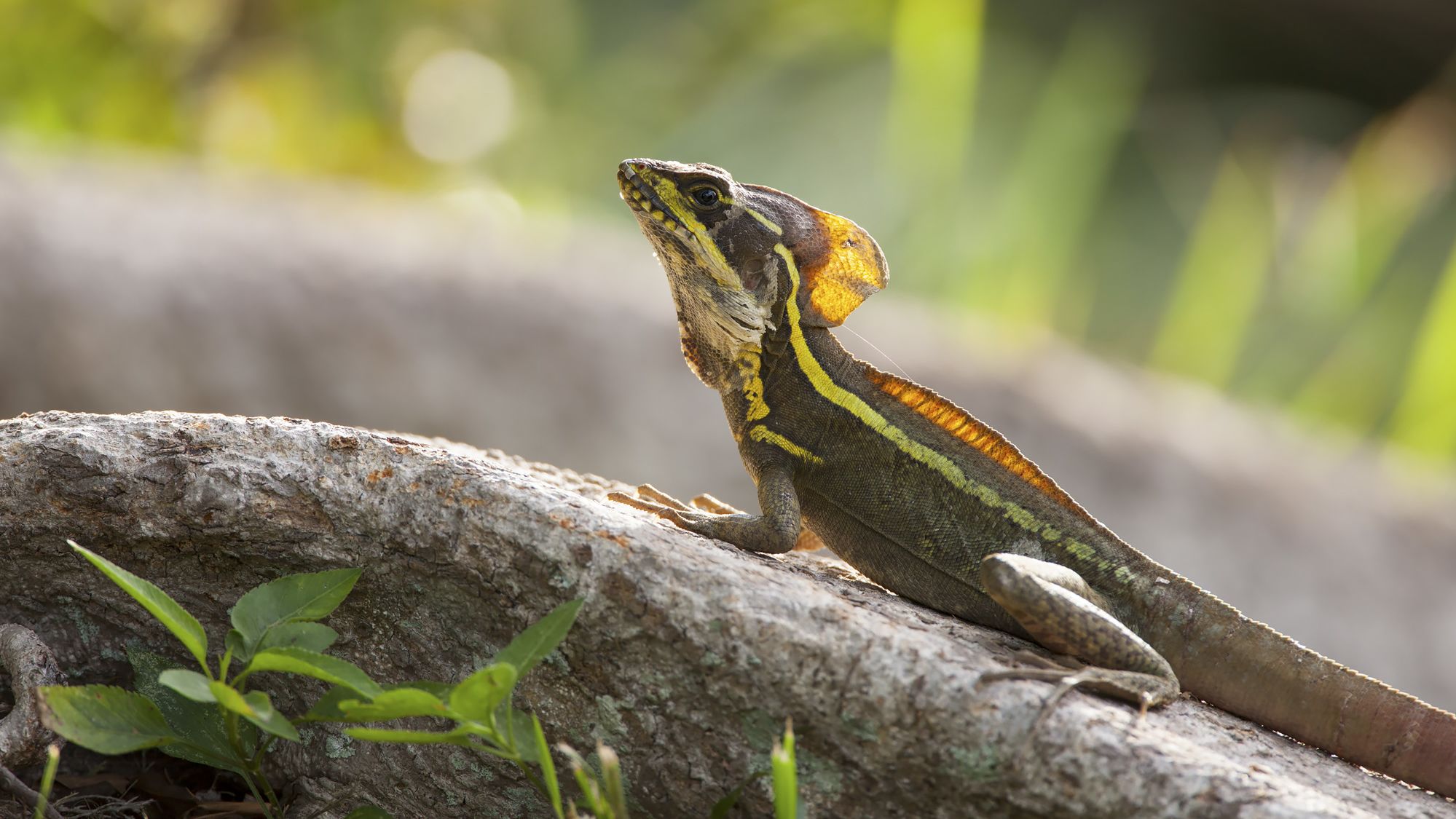 Central American brown basilisks (Basiliscus vittatus) are among the members of a lizard community that converged on a lower temperature tolerance after a cold snap in Miami.