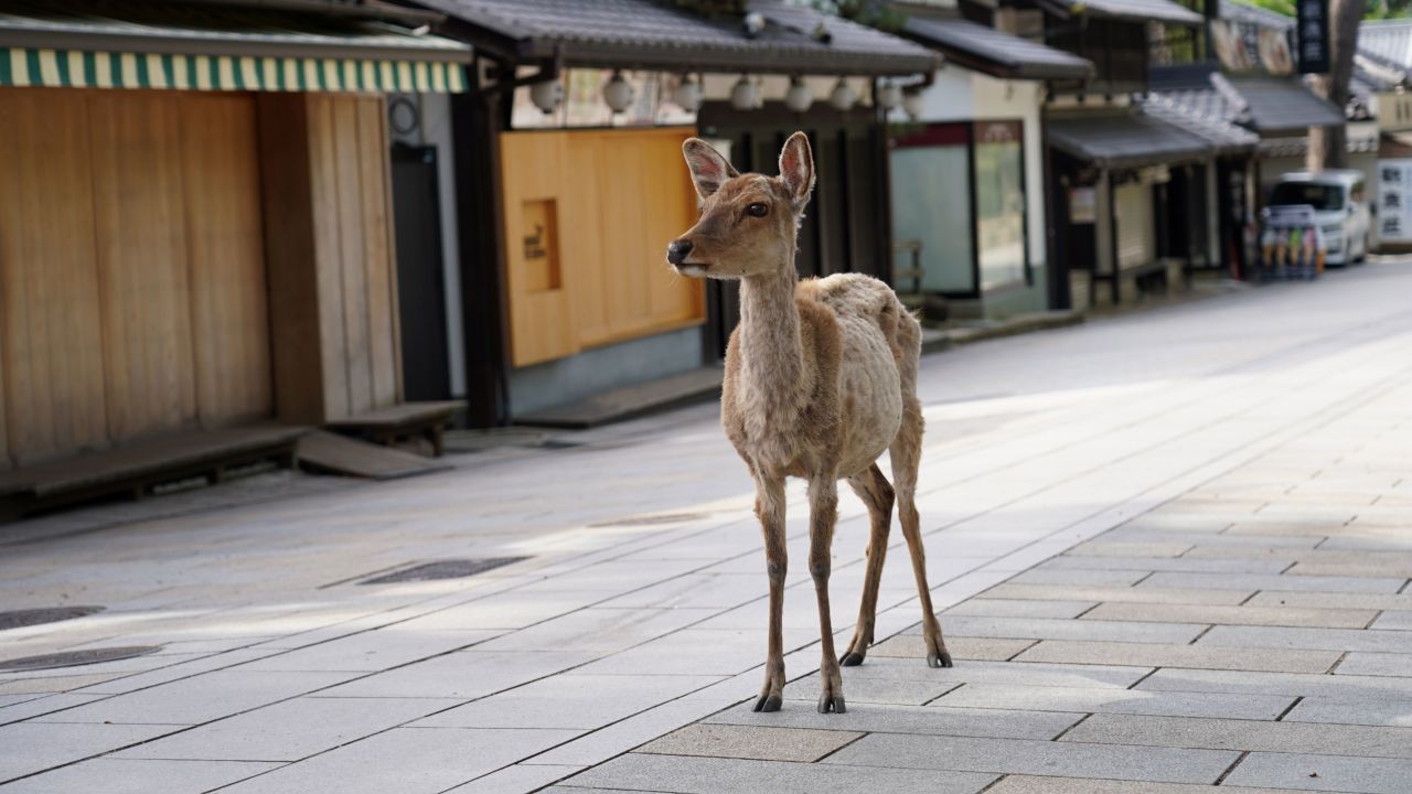 Nara is home to around 1,000 free-roaming deer.
