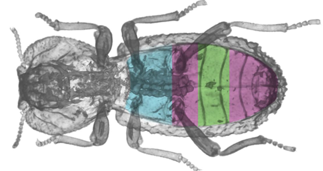 A CT scan of the diabolical ironclad beetle shows how its organs are spaced beneath a super-tough exoskeleton. 