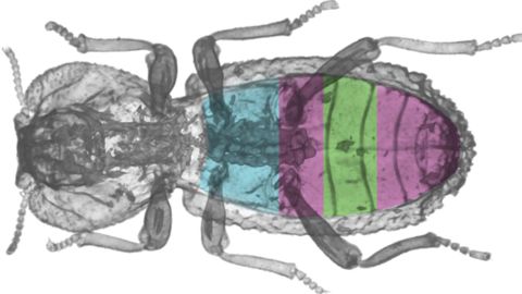 A CT scan of the diabolical ironclad beetle shows how its organs are spaced beneath a super-tough exoskeleton. 