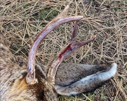 The deer's antlers had fresh bloodstains on them when it was euthanized.