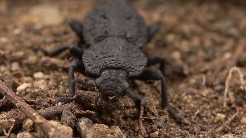This super-beetle can survive being run over by a car – and