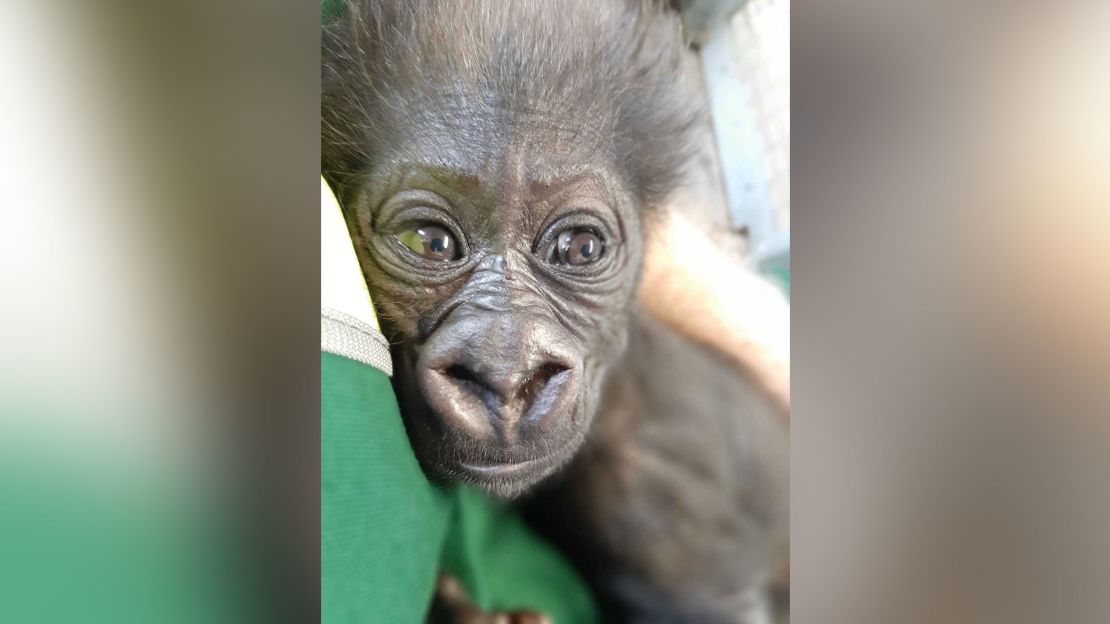 The baby gorilla is now being bottled-fed by zookeepers after his mother, Kala, struggled to feed him naturally.