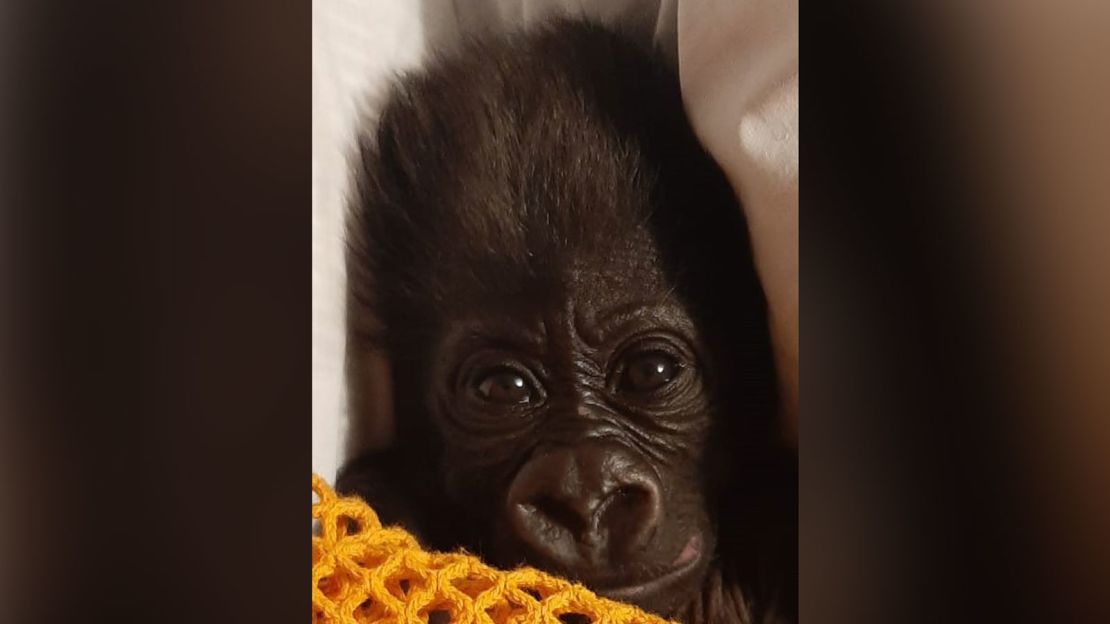 Zookeepers will try and help the baby acclimatize by making gorilla vocalizations, and holding him tight whilst caring for him.