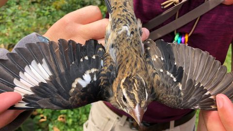 This songbird is the fifth half-male, half-female bird to be discovered by the nature reserve.
