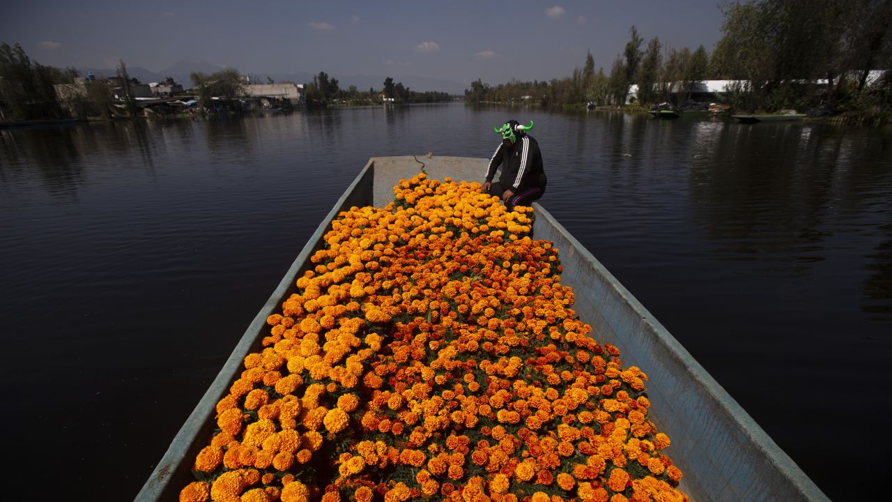<strong>Mexico City:</strong> Marigolds are harvested in the Xochimilco neighborhood ahead of the Day of the Day celebrations from October 31 to November 2. 