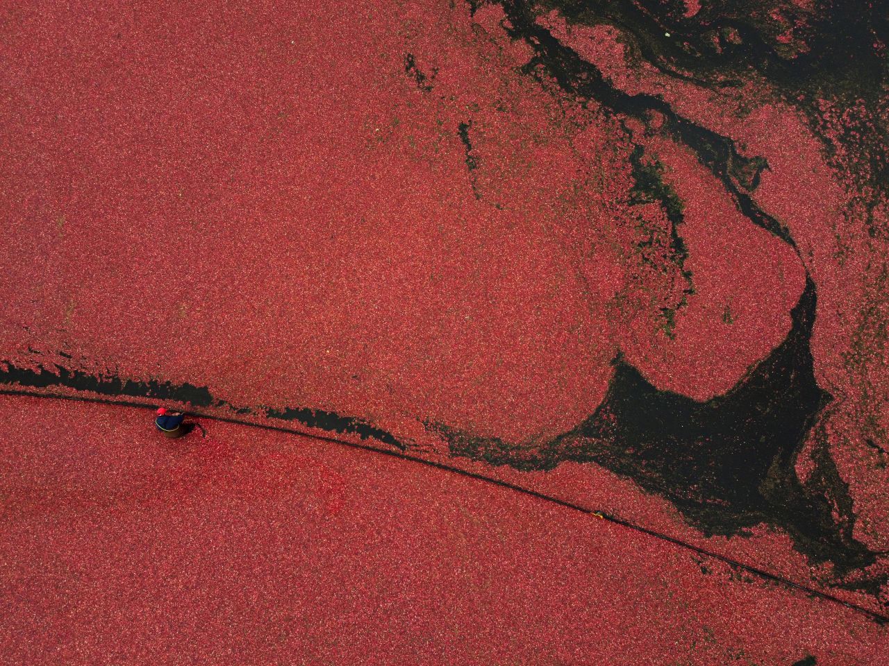 <strong>Pitt Meadows, British Columbia:</strong> A drone photograph shows cranberries being harvested in mid-October on a Canadian farm. <br />