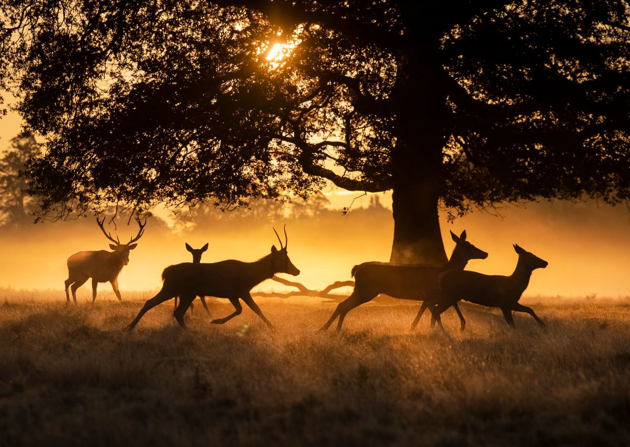<strong>London:</strong> Bushy Park, in southwest London, is the second-largest of London's Royal Parks. It has roaming herds of red and fallow deer. 