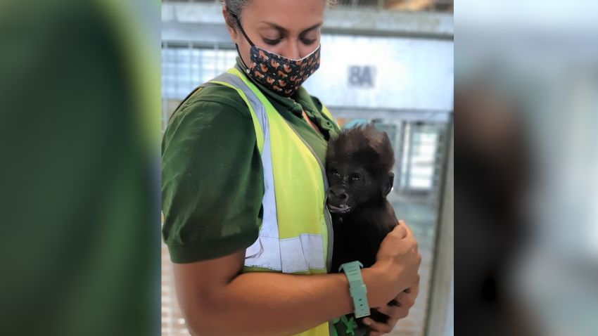 baby gorilla hand reared by keepers THUMBNAIL VIDEO