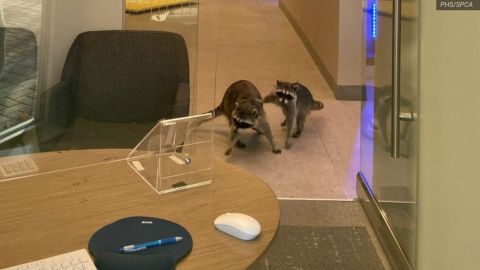 Two raccoons break into a bank in Redwood City, California.