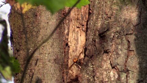 An Asian giant hornet is pictured in a tree at a property near Blaine, Washington, where a nest of the insects was discovered.