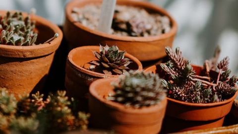 Green Thumb Gardening Bundle