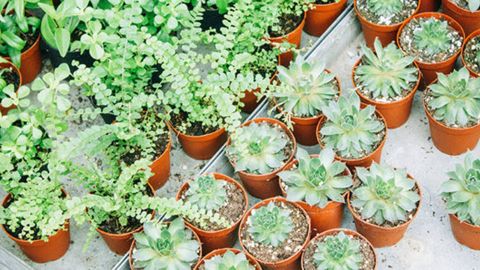 Green Thumb Gardening Bundle