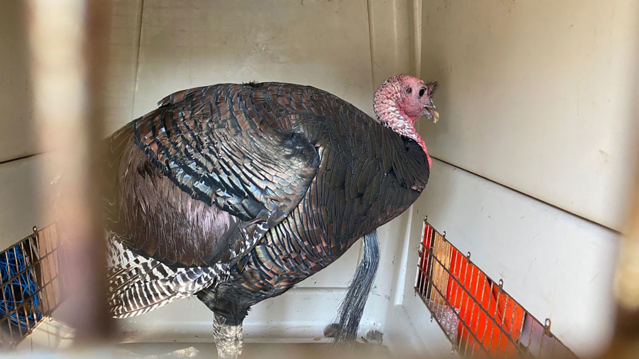 Gerald, an aggressive turkey who liked to attack humans, after his capture in Oakland, California