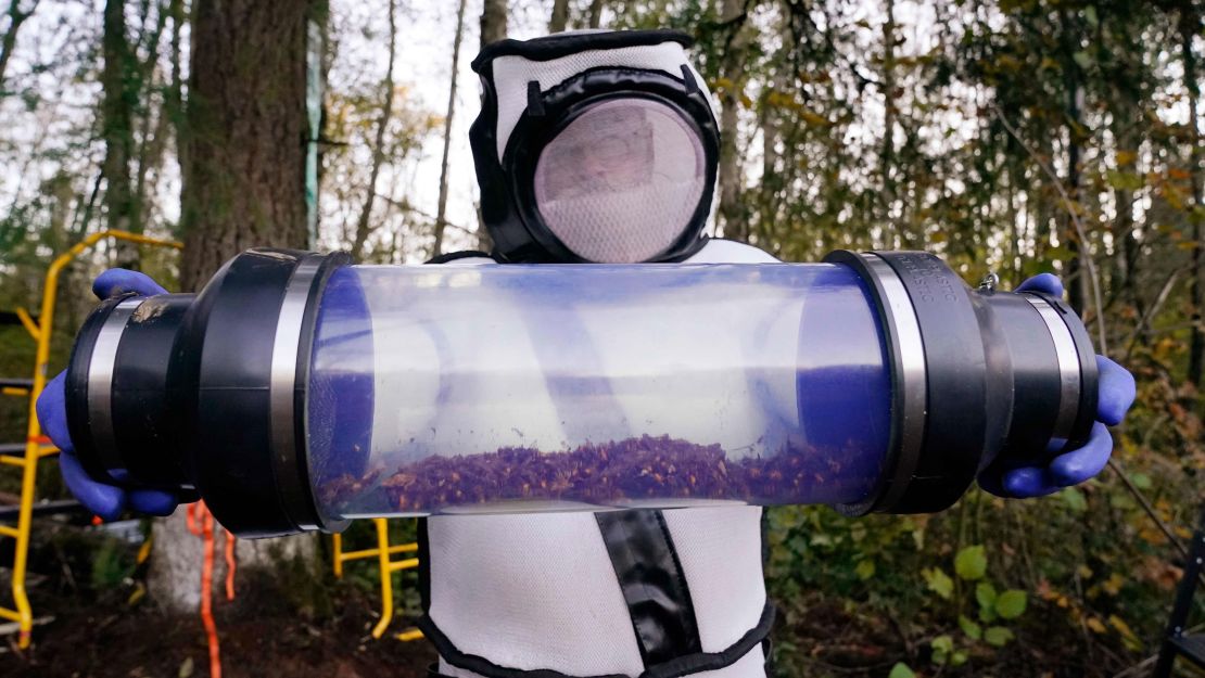 Sven Spichiger, a Washington State Department of Agriculture entomologist, displays a canister of Asian giant hornets vacuumed from a nest in October 2020 in Washington.