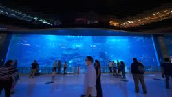 Inside the Aquarium at the Dubai Mall