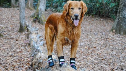 Bark Brite All-Weather Neoprene Paw Protector Dog Boots