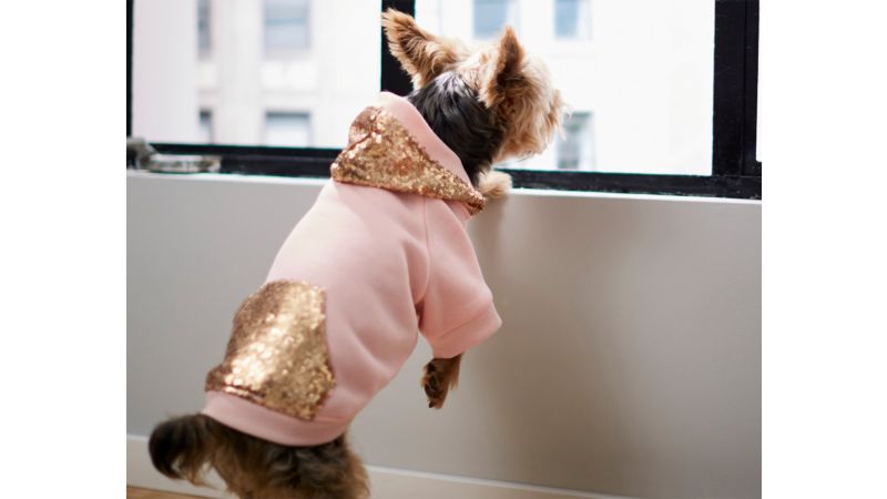 River island clearance dog coats