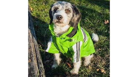 Pet Life Green Reflecta-Glow Reflective Waterproof Adjustable Pet Raincoat