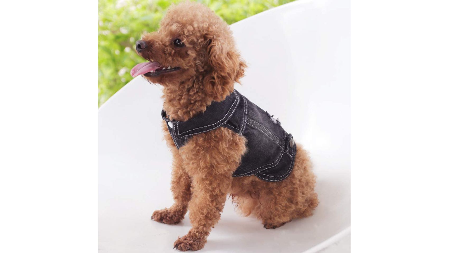 The Best Dog Winter Coats Of Cnn Underscored The Best Dog Winter Coats Of Cnn Underscored