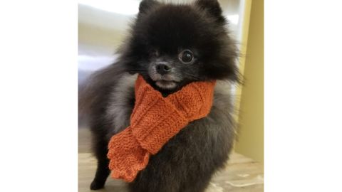 SunnyCreekAlpacas 100% Alpaca Handmade Dog Scarf