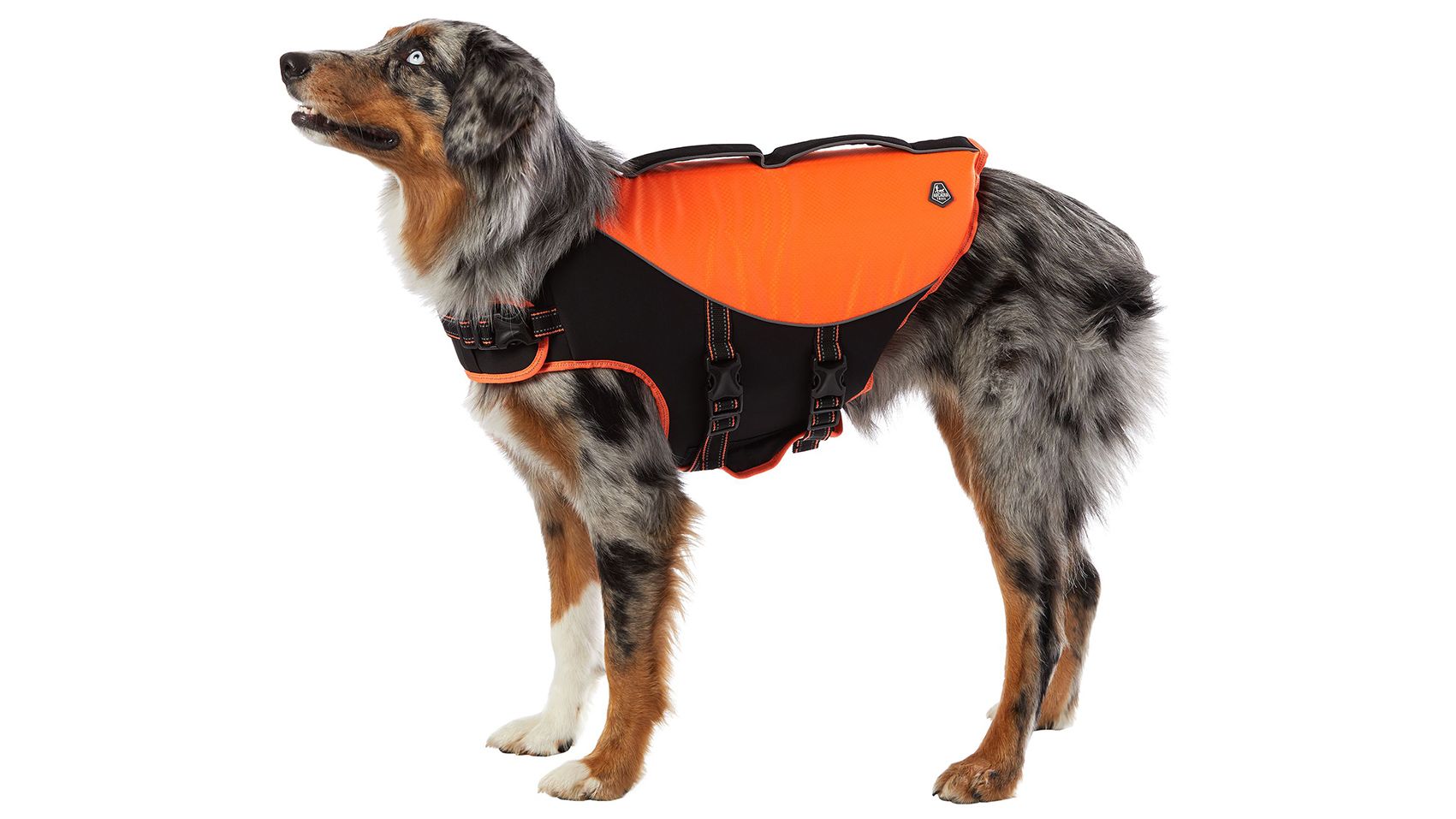 The Best Dog Winter Coats Of Cnn Underscored