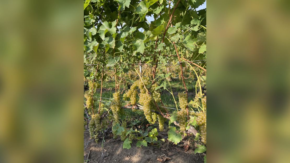 Vidal grapes are pictured on the vine ahead of the scheduled harvesting.