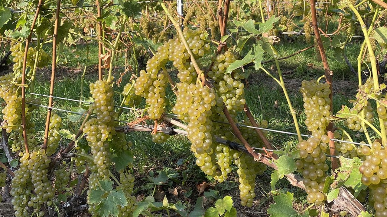 Vidal grapes are pictured on the vine ahead of the scheduled harvesting.
