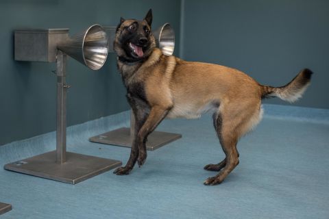 A dog is trained to sniff out Covid-19 at a national veterinary school in Paris on October 15.