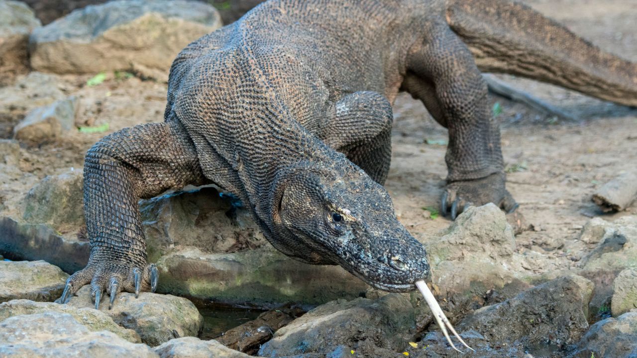 Indonesia's environment ministry says that precautions are being taken to ensure the safety of the Komodo dragons near the construction site.