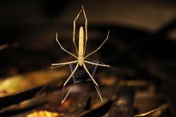 The ogre-faced spider uses its developed sense of sight and hearing to actively hunt and capture prey.