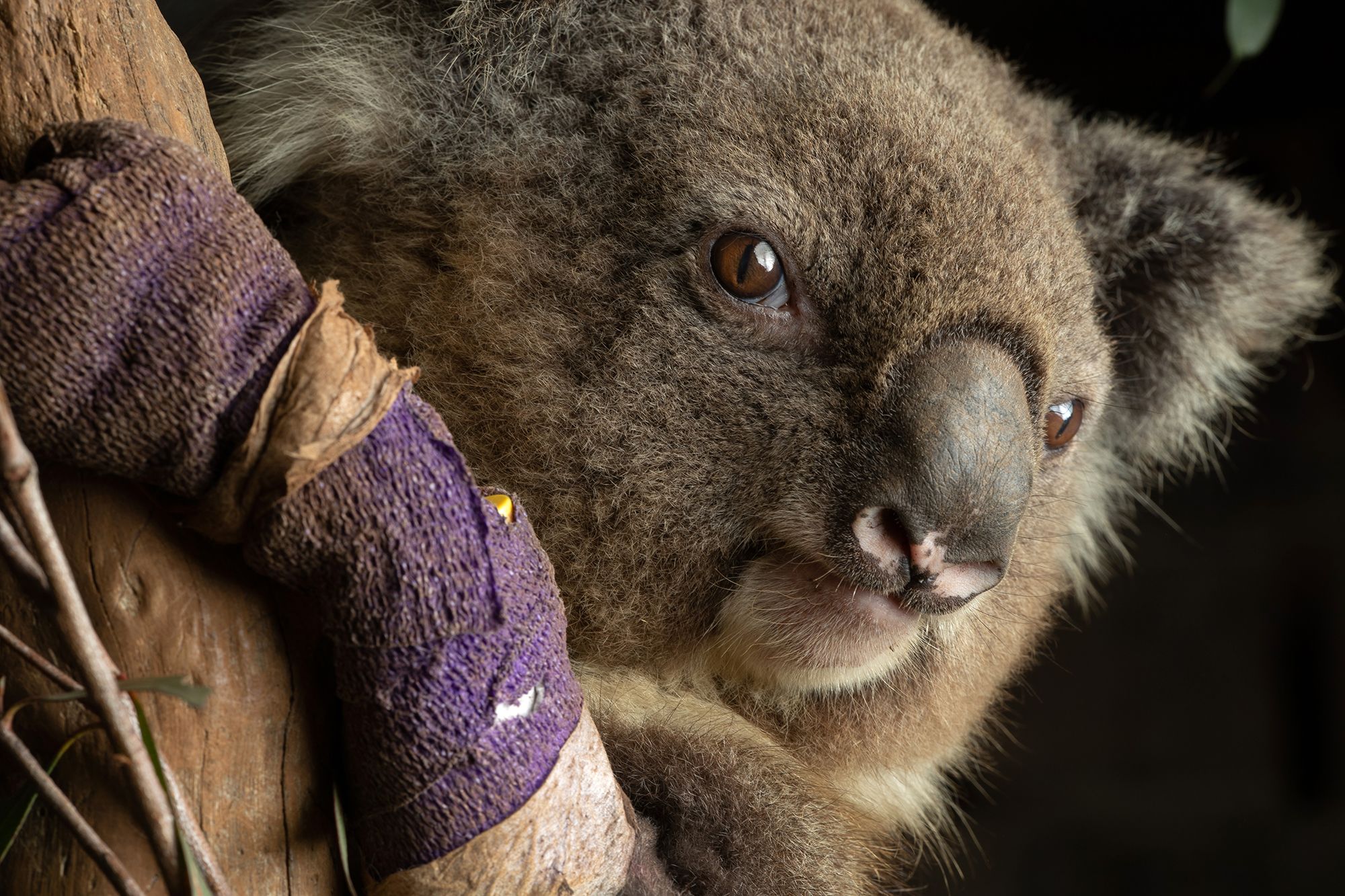 Koala populations in decline due to increased human impacts on nature | CNN Koala populations in decline due to increased human impacts on nature | CNN