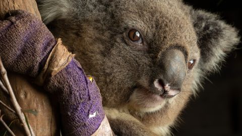 Policy makers, farmers and everyday citizens need to focus more on environmental preservation in order to protect koalas and other Austalian wildlife, researchers say. 