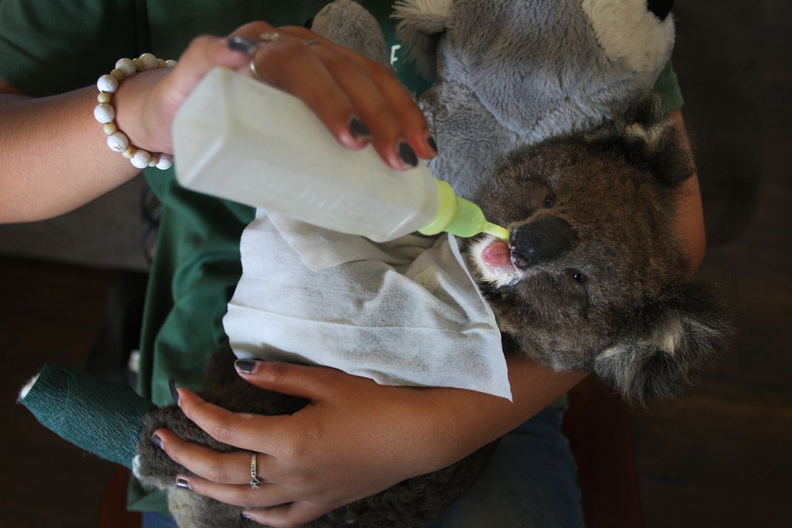 On top of injuries and deaths due to habitat loss and human encroachment, researchers say koalas are at risk because long-term stress is hurting their immune systems. 